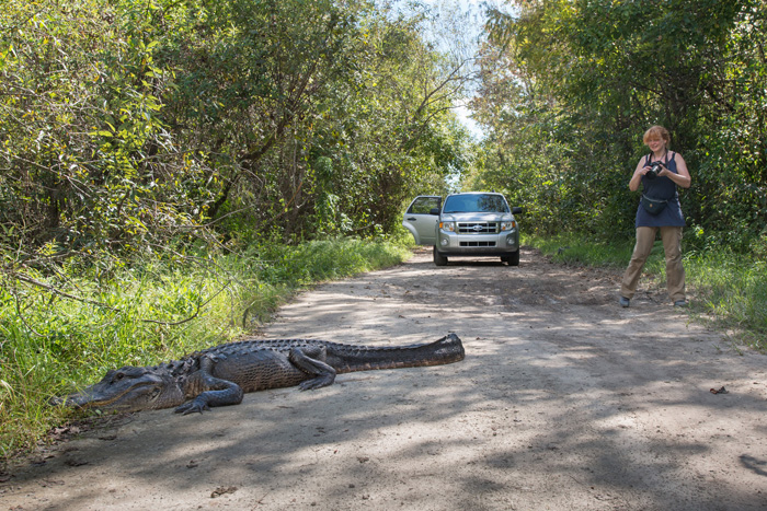 Gator op de weg
