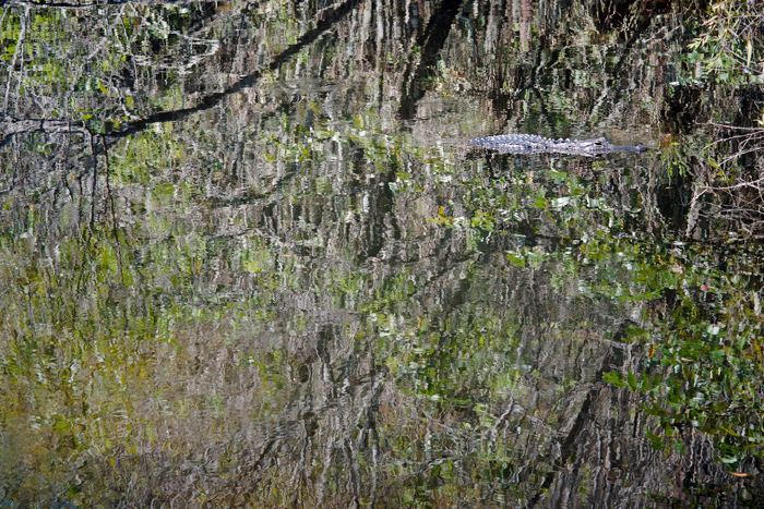 gator_monet_©Bart Siebelink